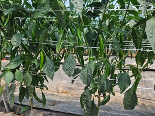 전봉우(채미농원)님의 자유주제 · 자유게시판 작성글 사진