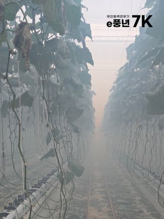 바이에스투님의 오이 · 자유게시판 작성글 사진