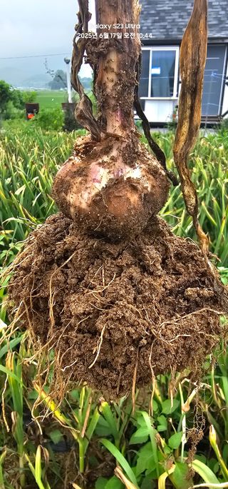 윤창기님의 농사, 무엇이든 물어보세요! · 참여글 작성글 사진