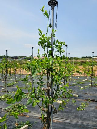 망운천지향토농원님의 자유주제 · 자유게시판 작성글 사진