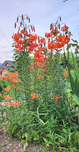 고추건조기부품판매님의 자유주제 · 자유게시판 작성글 사진