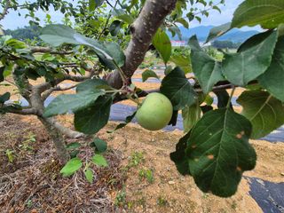 조위래님의 농사, 무엇이든 물어보세요! · 참여글 작성글 사진
