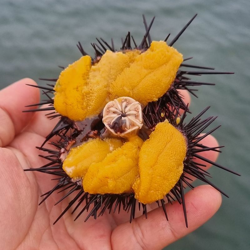 장터 상품 [국내산 보라성게알] 썸네일