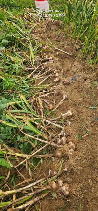 윤창기님의 농사, 무엇이든 물어보세요! · 참여글 작성글 사진