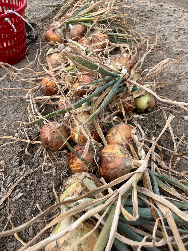 영천황마늘님의 장터 판매 상품 [ 2025년 홍산마늘 5kg   판매 ] 첨부 사진