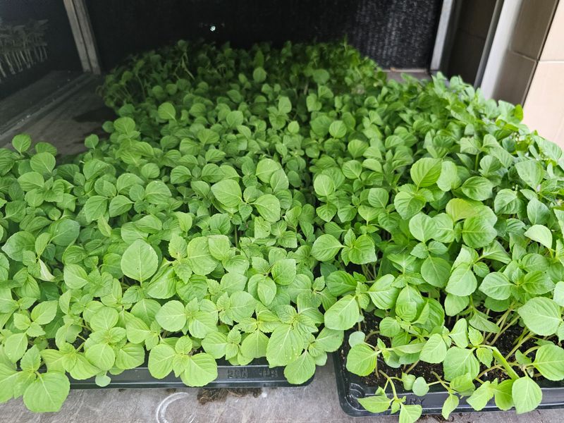 한농농약종묘사님의 장터 판매 상품 [[들깨모종]기름많이 나오는 들깨모종] 첨부 사진