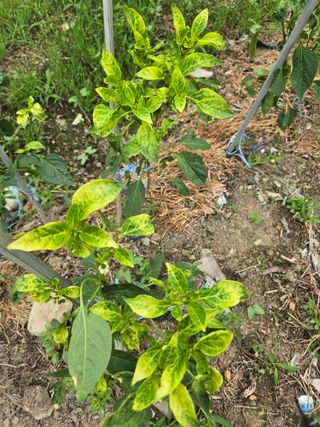 김서현님의 농사, 무엇이든 물어보세요! · 참여글 작성글 사진