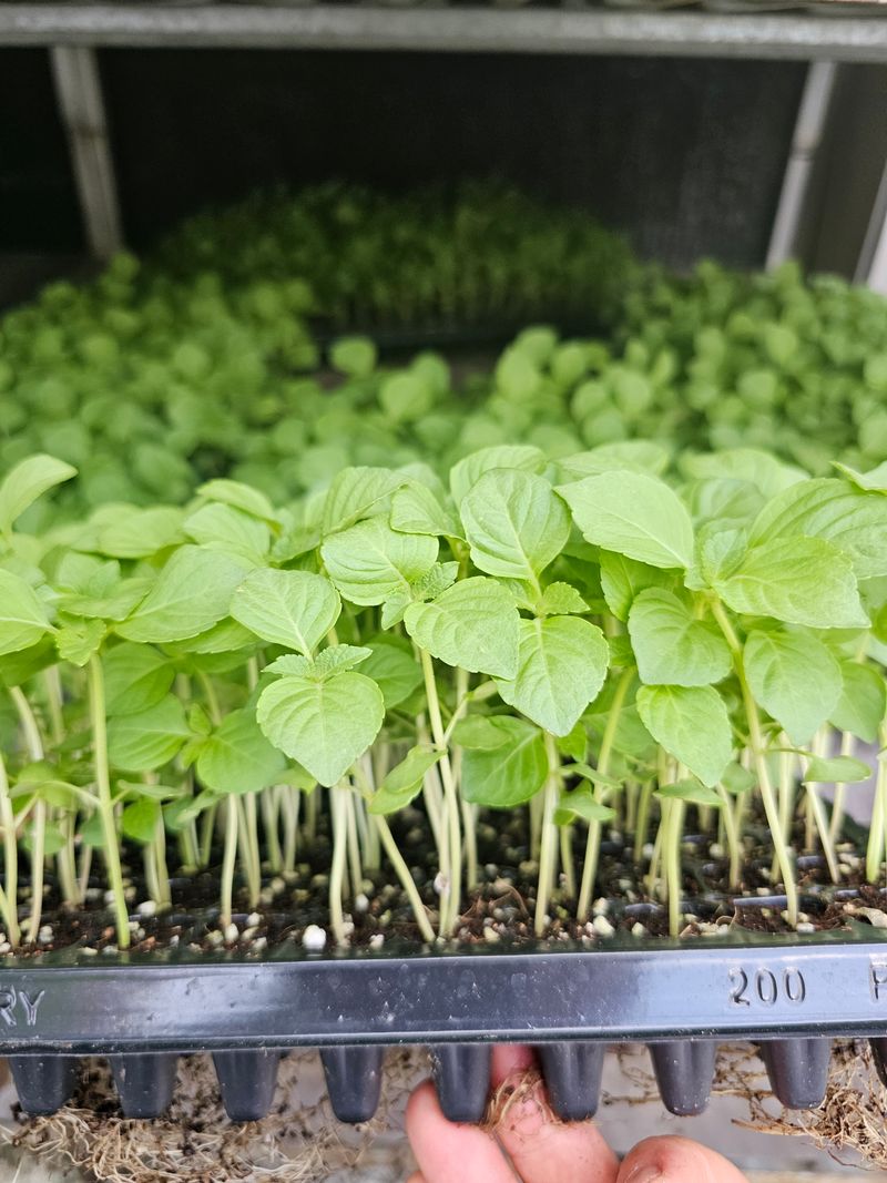 장터 상품 [[들깨모종]기름많이 나오는 들깨모종] 썸네일