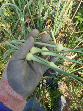 삼성농산님의 마늘·수확 작성글 사진