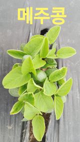 팜모닝 농사, 무엇이든 물어보세요!·참여글 게시글 이미지