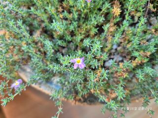 달맛햇복숭아농원님의 자유주제 · 사진전 작성글 사진