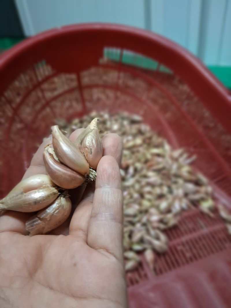 장터 상품 [쪽파종구1kg] 썸네일