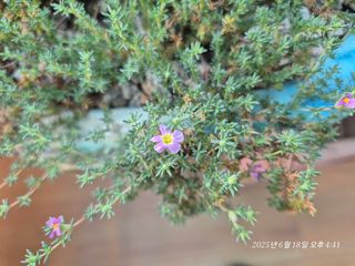 달맛햇복숭아농원님의 자유주제 · 사진전 작성글 사진