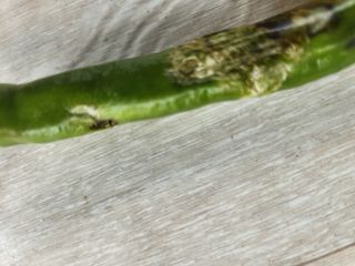 텃밭입문님의 농사, 무엇이든 물어보세요! · 참여글 작성글 사진