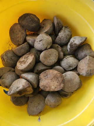 텃밭입문님의 농사, 무엇이든 물어보세요! · 참여글 작성글 사진