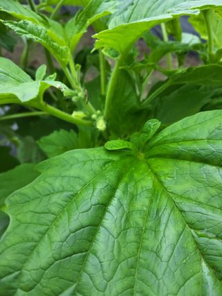 회인농부님의 자유주제 · 자유게시판 작성글 사진