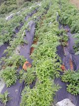 팜모닝 자유주제·자유게시판 게시글 이미지