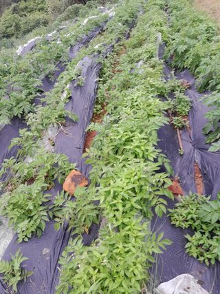 김민수산에서농사중님의 자유주제 · 자유게시판 작성글 사진