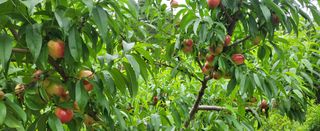 샘골농장 마음만청춘님의 자유주제 · 사진전 작성글 사진