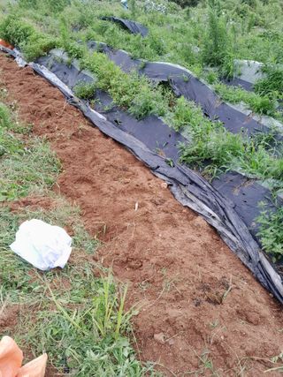 김민수산에서농사중님의 자유주제 · 자유게시판 작성글 사진