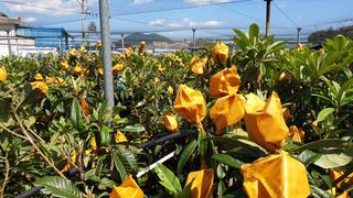 김상철님의 자유주제 · 자유게시판 작성글 사진