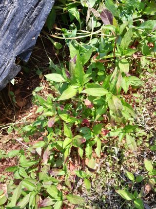 김민수산에서농사중님의 자유주제 · 자유게시판 작성글 사진