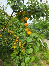 팜모닝 농사, 무엇이든 물어보세요!·참여글 게시글 이미지