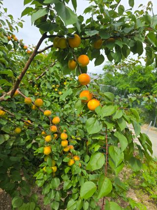 정원용님의 농사, 무엇이든 물어보세요! · 참여글 작성글 사진