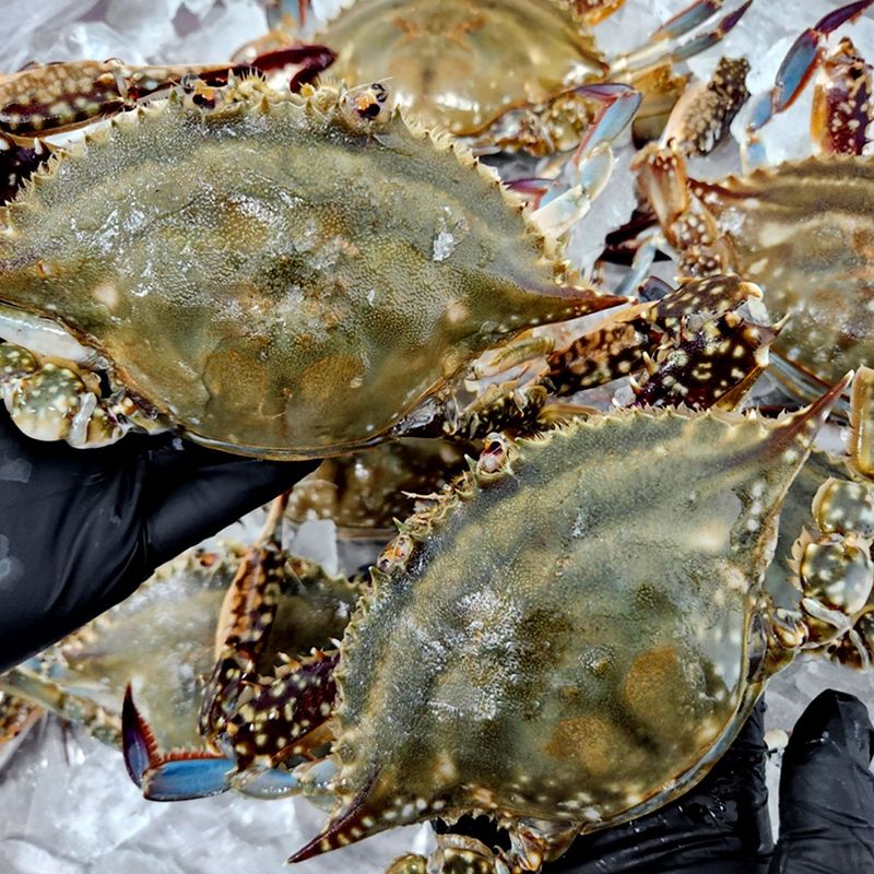 장터 상품 [연평도 급냉 암꽃게] 썸네일