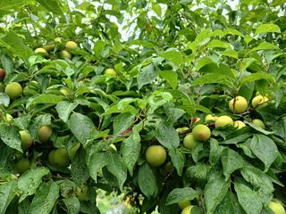 금동이네님의 자유주제 · 자유게시판 작성글 사진