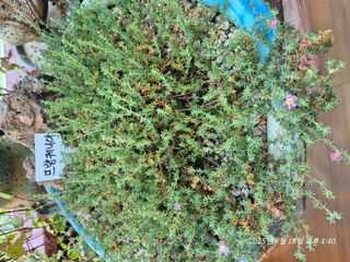 달맛햇복숭아농원님의 자유주제 · 사진전 작성글 사진