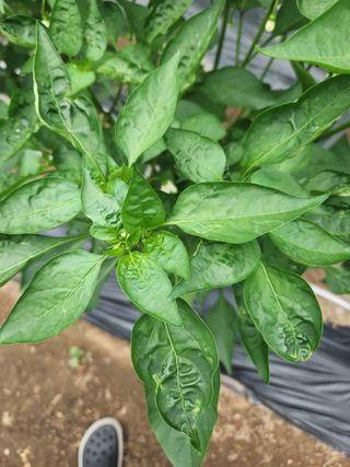 지천연님의 농사, 무엇이든 물어보세요! · 참여글 작성글 사진