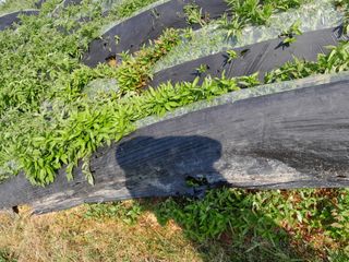 김민수산에서농사중님의 자유주제 · 자유게시판 작성글 사진