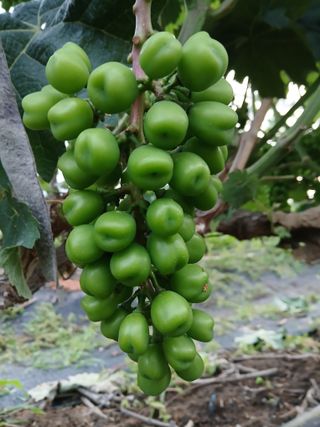 상훈경영체등록5년차님의 작성글 사진