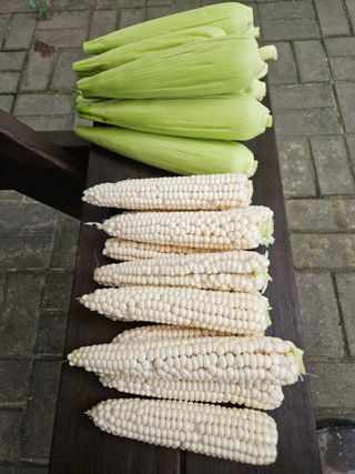 신신기루님의 자유주제 · 자유게시판 작성글 사진