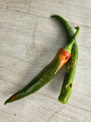 텃밭입문님의 농사, 무엇이든 물어보세요! · 참여글 작성글 사진