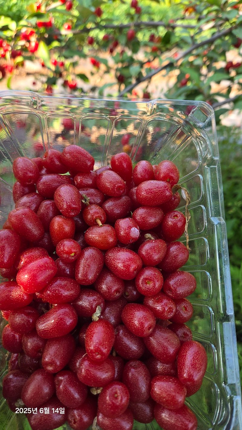 장터 상품 [보리수] 썸네일