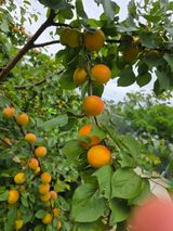 팜모닝 농사, 무엇이든 물어보세요!·참여글 게시글 이미지