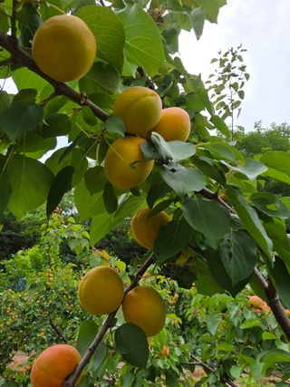 정원용님의 농사, 무엇이든 물어보세요! · 참여글 작성글 사진