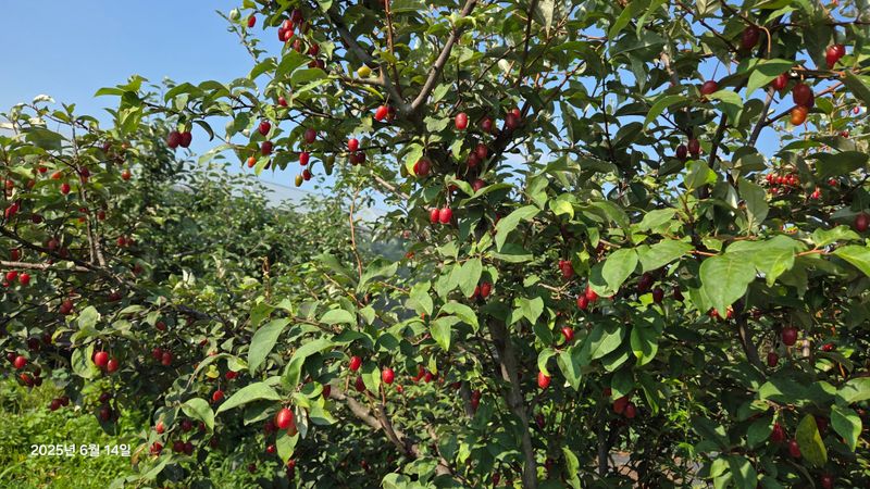 이종선님의 장터 판매 상품 [보리수] 첨부 사진