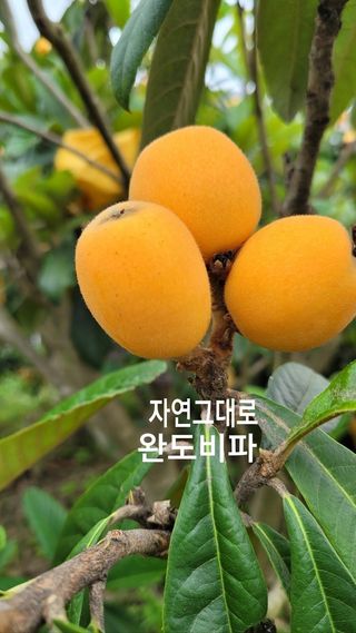 김상철님의 자유주제 · 자유게시판 작성글 사진
