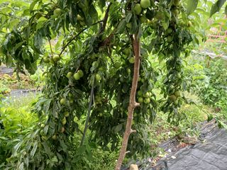 금동이네님의 자유주제 · 자유게시판 작성글 사진