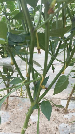 KYGE428님의 농사, 무엇이든 물어보세요! · 참여글 작성글 사진