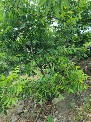 김용대님의 자유주제 · 자유게시판 작성글 사진