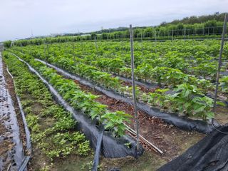 회인농부님의 자유주제 · 자유게시판 작성글 사진