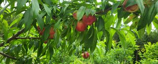 샘골농장 마음만청춘님의 자유주제 · 사진전 작성글 사진