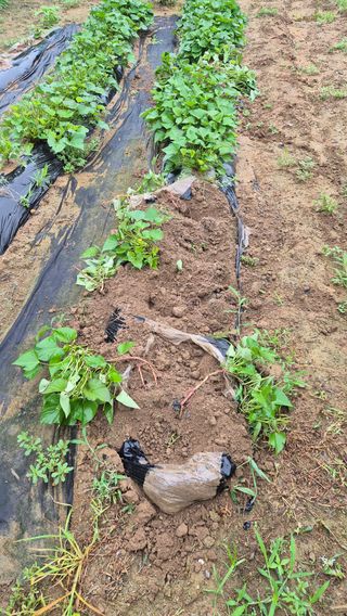 모산소나무님의 자유주제 · 자유게시판 작성글 사진