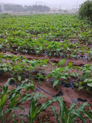 전국하님의 자유주제 · 자유게시판 작성글 사진