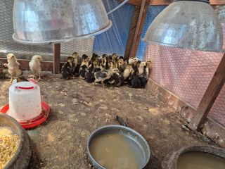 경기도 시흥 윤미경님의 작성글 사진