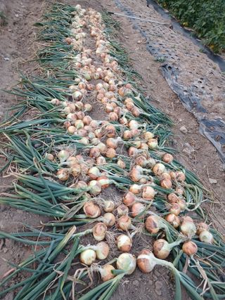 전국하님의 자유주제 · 자유게시판 작성글 사진